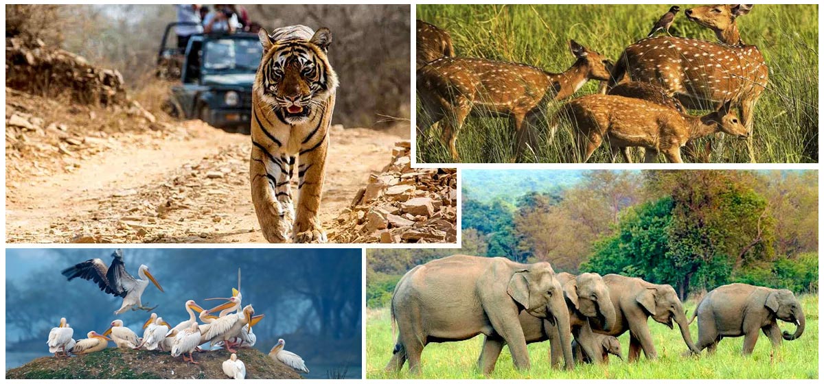 Rajasthan Wildlife Tour