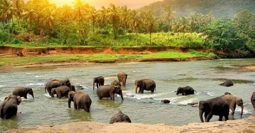 Thekkady Wildlife Tour